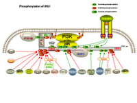 Phosphorylation of Irs1 PPT Slide
