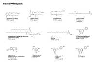 PPAR natural ligands PPT Slide