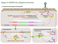 Stages in CRISPR-Cas adaptive immunity PPT Slide