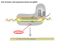 Precise nick formation woth engineered Cas9 and sgRNA PPT Slide