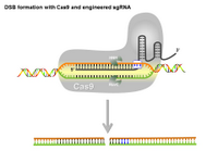 Precise DSB formation with Cas9 and engineered sgRNA PPT Slide