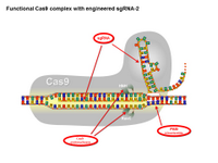 Functional Cas9 complex with engineered sgRNA-2 PPT Slide