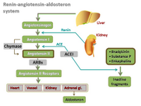 Renin-Angiotensin-Aldosteron System 2 PPT Slide