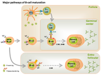 Major pathways of B-cell maturation PPT Slide