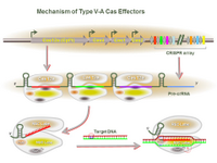 Mechanism of Type V-A Cas Effectors PPT Slide