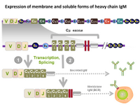 Expression of membrane and soluble forms of heavy chain IgM PPT Slide