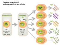 Two-step generation of antibody specificity and affinity PPT Slide