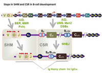 Steps in SHM and CSR in B-cell development PPT Slide