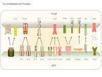 Co-inhibition of T-cells PPT Slide
