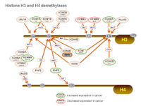 Histone H3-H4 demethylases PPT Slide