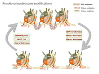 Functional nucleosome modifications PPT Slide