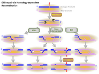 DSB repair via Homology-dependent Recombination PPT Slide