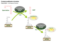 Hypusination - eIF5A-hypusine formation PPT Slide