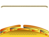Nucleus-ER-membrane PPT Slide