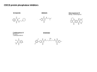 CDC25 protein phosphatase inhibitors PPT Slide
