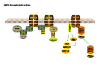 AMPA Receptor interactions PPT Slide