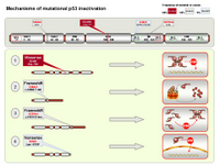 Mechanisms of mutational p53 inactivation PPT Slide