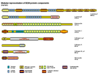 ECM protein components PPT Slide