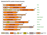 Selected Ser-Thr protein kinases PPT Slide