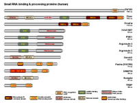 Small RNA binding proteins PPT Slide