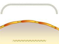 Nucleus-plasma membrane 3 PPT Slide