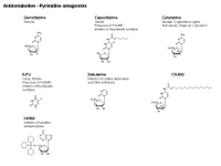 Antimetabolites - Pyrimidine antagonists PPT Slide