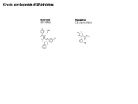 Kinesin spindle inhibitors PPT Slide