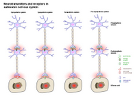 Neurotransmitters in autonomic nervous system PPT Slide