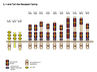 IL-1 receptor family PPT Slide