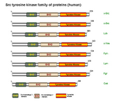 Src tyrosine kinase family of proteins PPT Slide