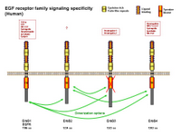 EGF receptor family ligand specificity PPT Slide