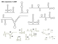 RNA components of snRNP PPT Slide