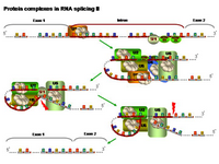 Protein complexes in RNA splicing II PPT Slide