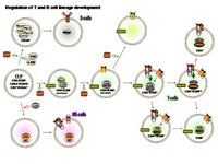 Regulation of T and B cell development PPT Slide