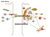Eph signaling pathways PPT Slide