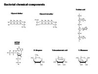 Bacterial chemical components PPT Slide