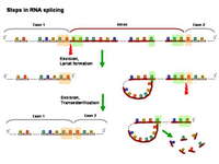 Steps of RNA splicing PPT Slide