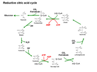 Reductive citric acid cycle PPT Slide