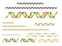 A DNA Toolkit 1 PPT Slide