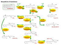 Biosynthesis of leukotrienes PPT Slide