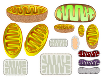 Mitochondrion Toolkit PPT Slide