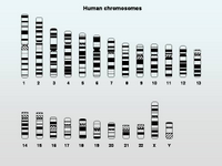 A Chromosome Toolkit PPT Slide