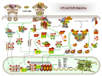 LPS and TLR Signaling PPT Slide