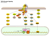 TGFbeta Signaling - MAPK pathway PPT Slide