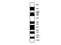 Chromosome 12 PPT Slide