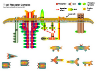 T-cell Receptor PPT Slide