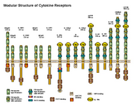 Cytokine Receptors PPT Slide