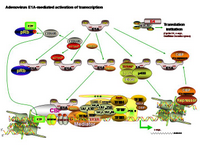 Adenovirus E1A mediated activation of transcription PPT Slide