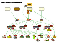 Msk and Rsk Signaling network PPT Slide