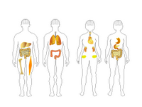 A Human body shapes Toolkit PPT Slide